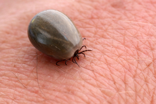 Ticks are parasites that attach to a host
