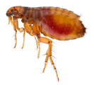Fleas are parasites