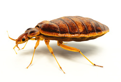 Bed Bugs infest bedding and mattresses