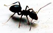 Ants are a problem in most homes